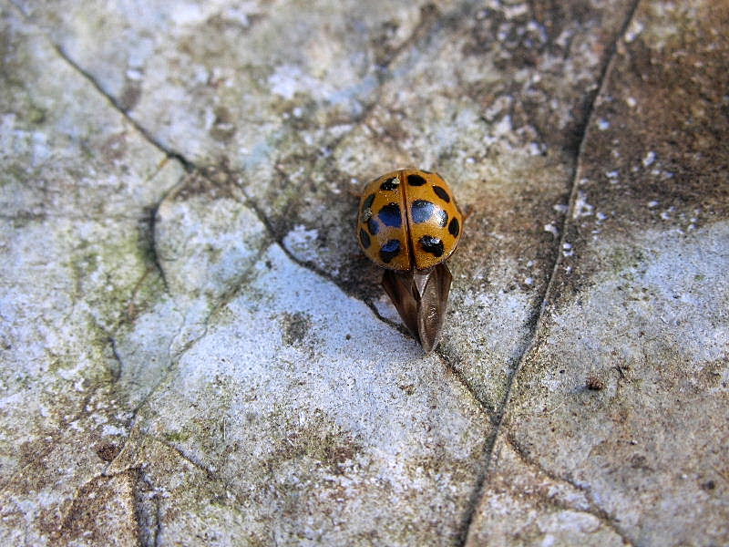 Harmonia axyridis?